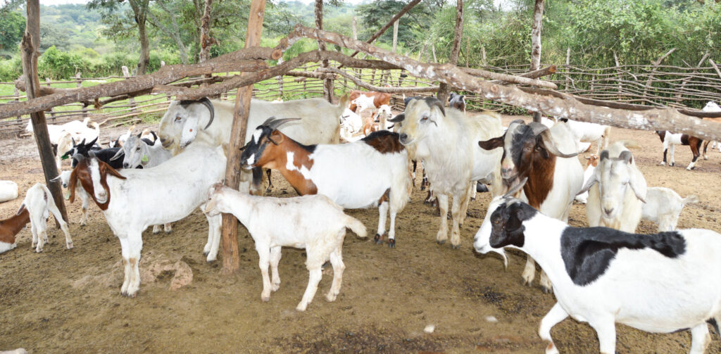 Animal Health